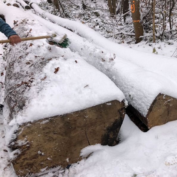 Roser AG buying wood in the forest Own veneer production