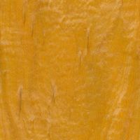 Wood species Satinwood (Ceylon)
