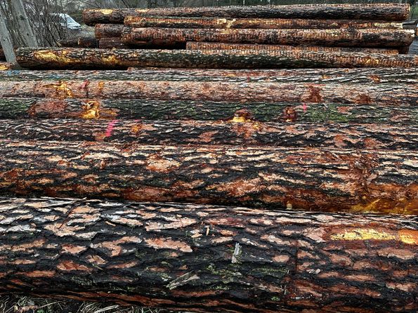 Roser AG buying wood in the forest Sustainable wood procurement