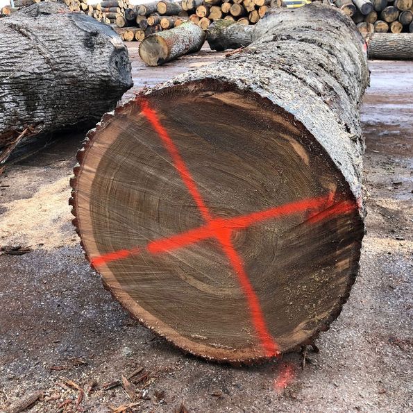 Roser AG buying wood in the forest Chamber identification after purchase
