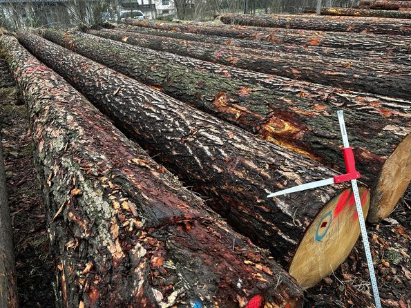 Roser AG buying wood in the forest Wood selection in the forest