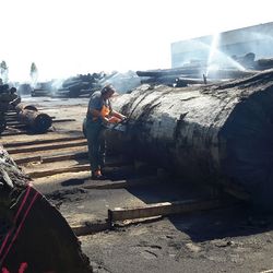 Edelfurnier Mooreiche von der Roser AG Naturfurnier Mooreiche