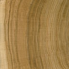 Veneer Express Layons Brainwood quarter slices