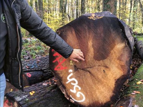 Roser AG buying wood in the forest Log selection in the forest for veneer production