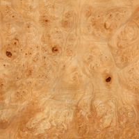 Wood species Maple Burl