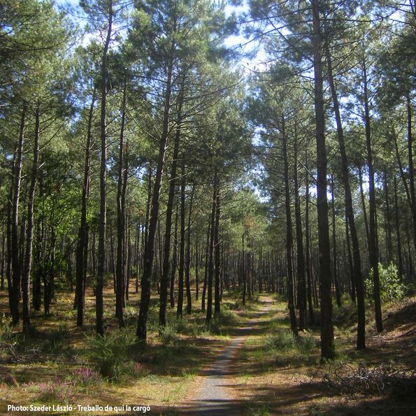 Maritime pine forest example