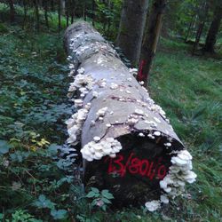 Holzart Trüffelbuche