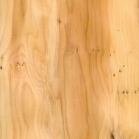 Wood species Yew Burl