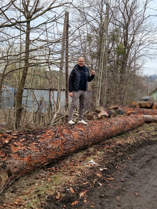 Roser AG buying wood in the forest Quality wood purchasing in the forest