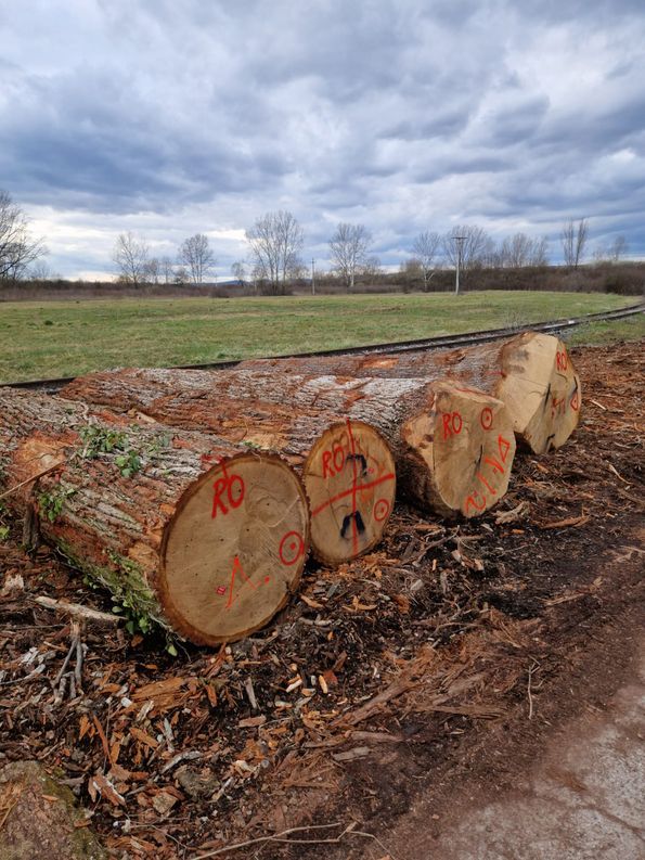 Roser AG buying wood in the forest Log transport to the veneer plant