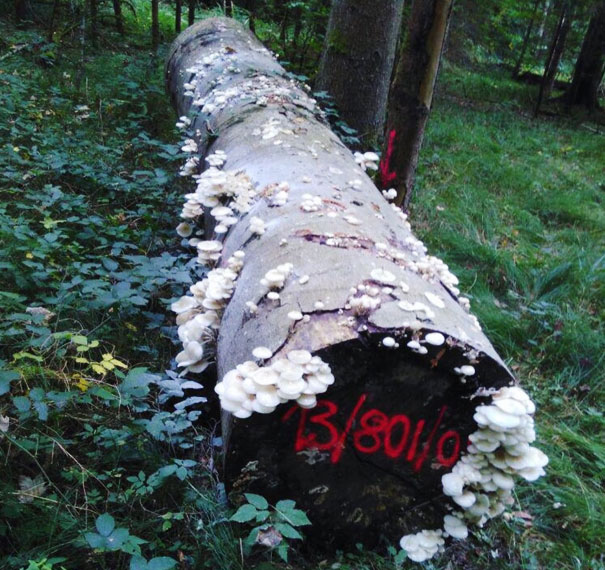 Trueffelbuch bei Roser AG