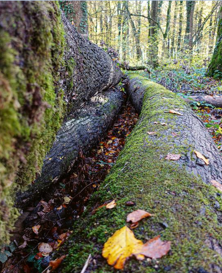 Assessment of a tree trunk for the purchase of round timber