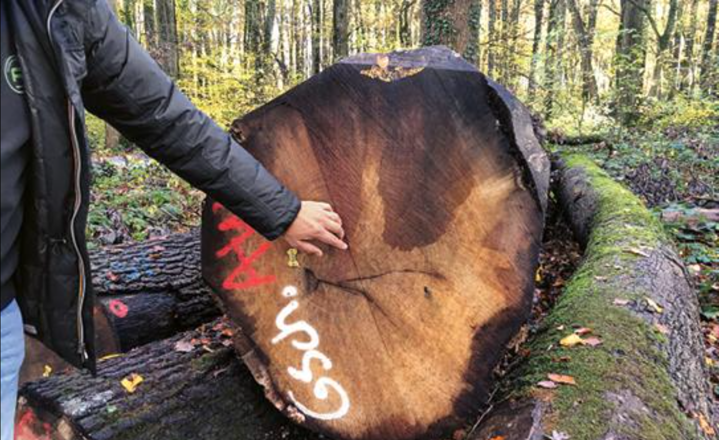 Assessment of the different types of wood for veneer production