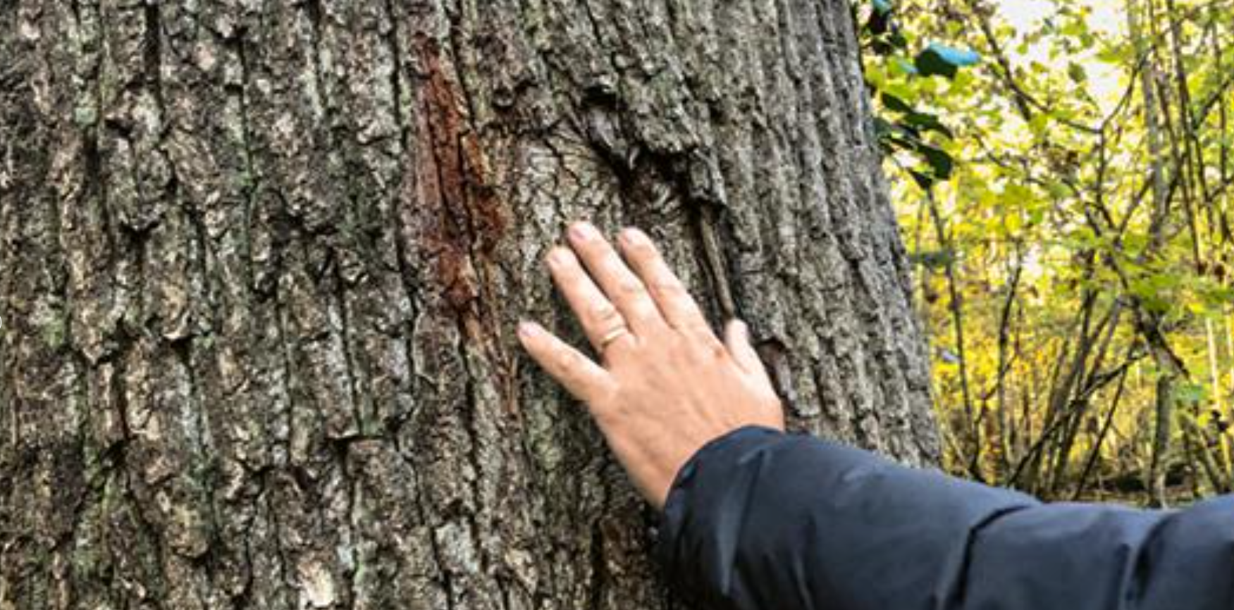 Tree appraisal for the purchase of round timber