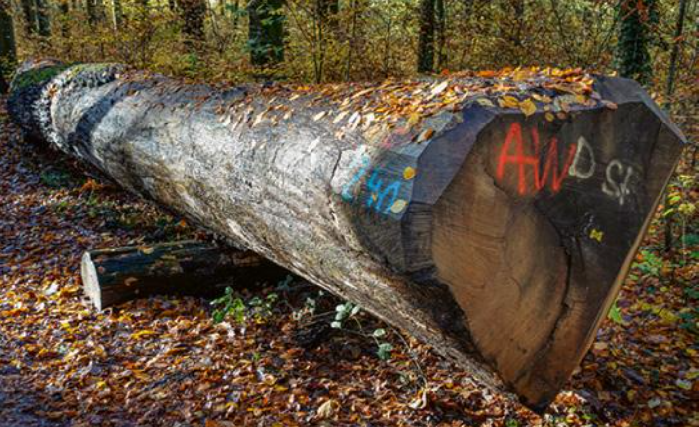 Rolled up logs for purchasing round timber