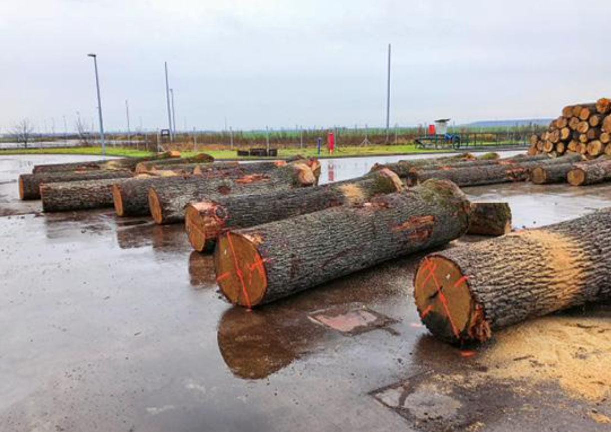Purchasing logs in the forest for veneer production with Tobias Scherg