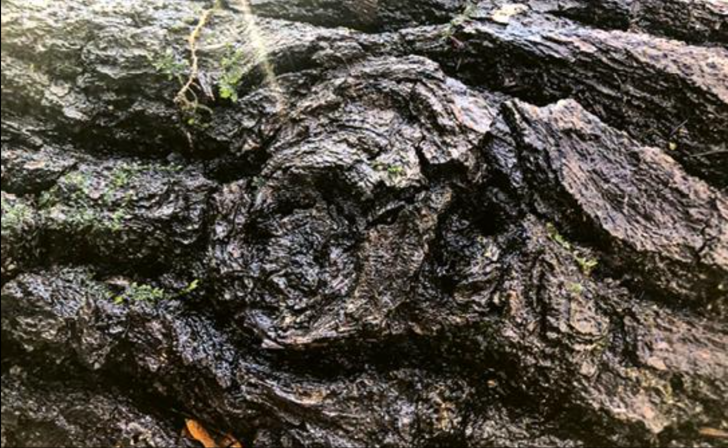 Examination of the wood surface to assess the trunk