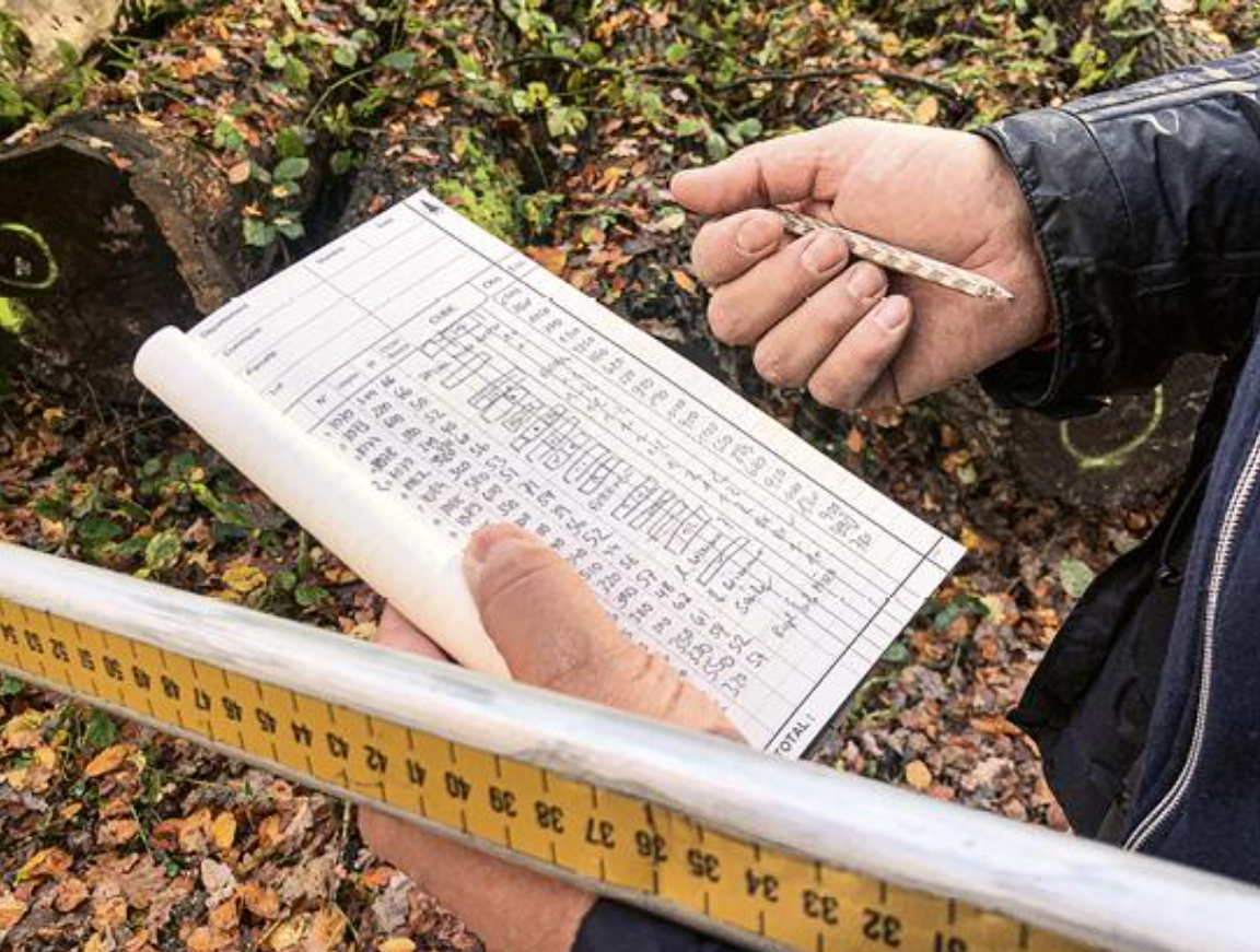 Notes on the best logs for purchasing wood
