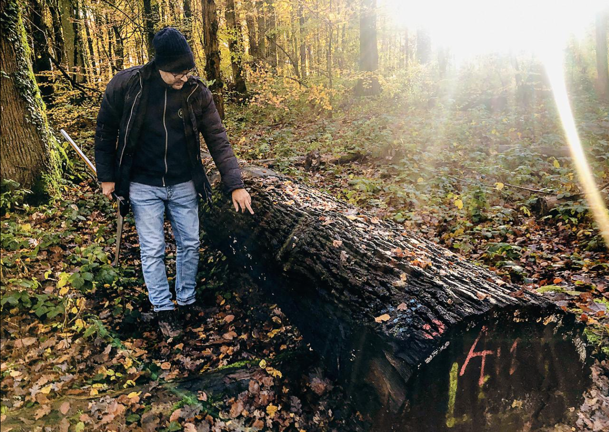 In search of the perfect logs for veneer production