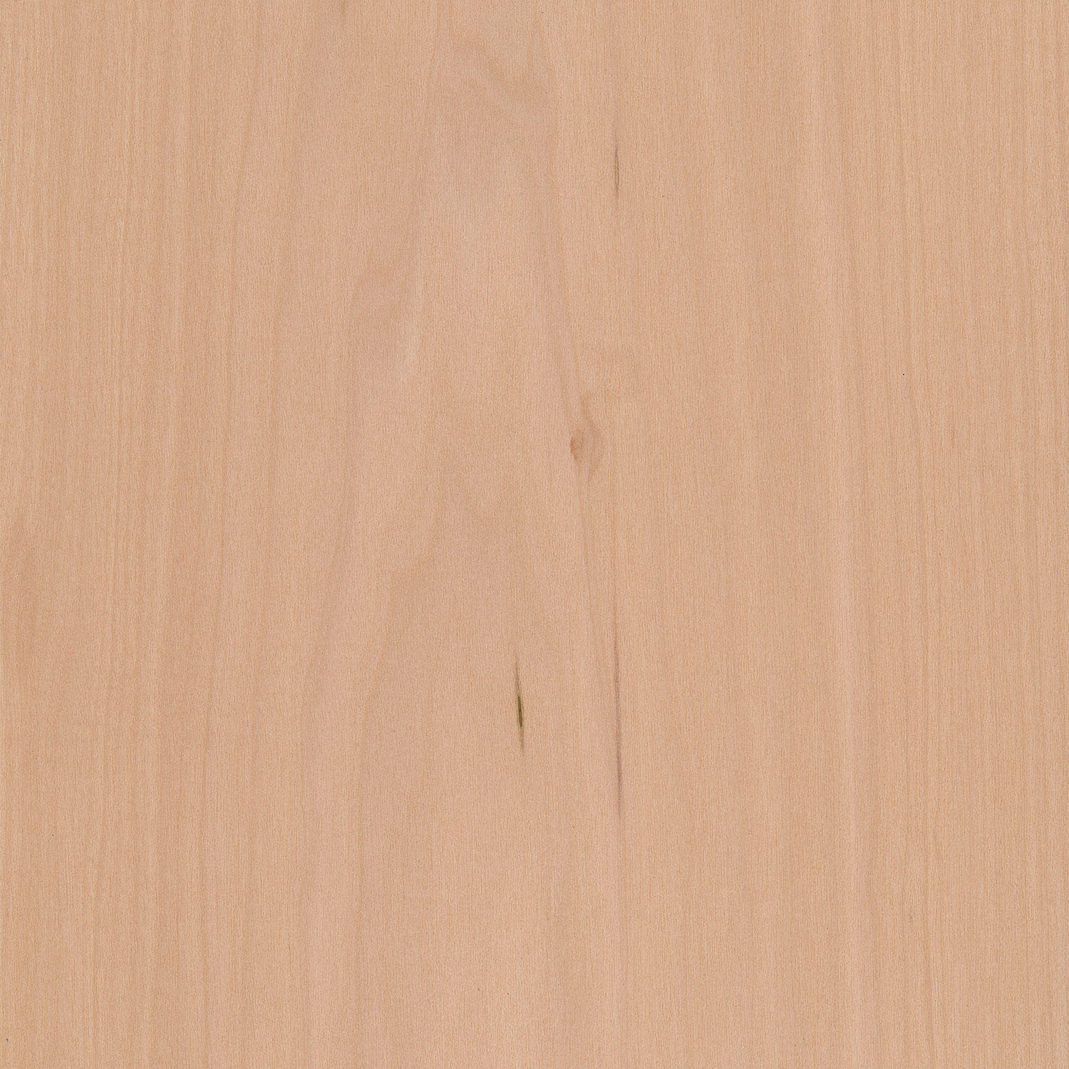 Veneer Maple, european 