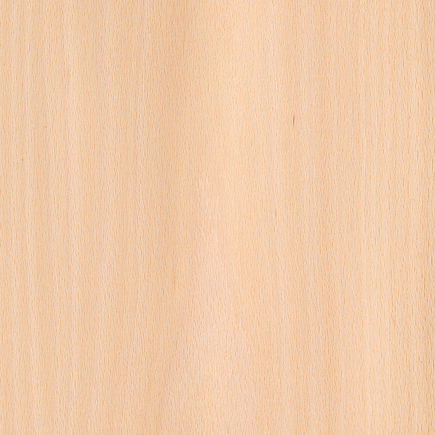 Veneer Beech (steamed)