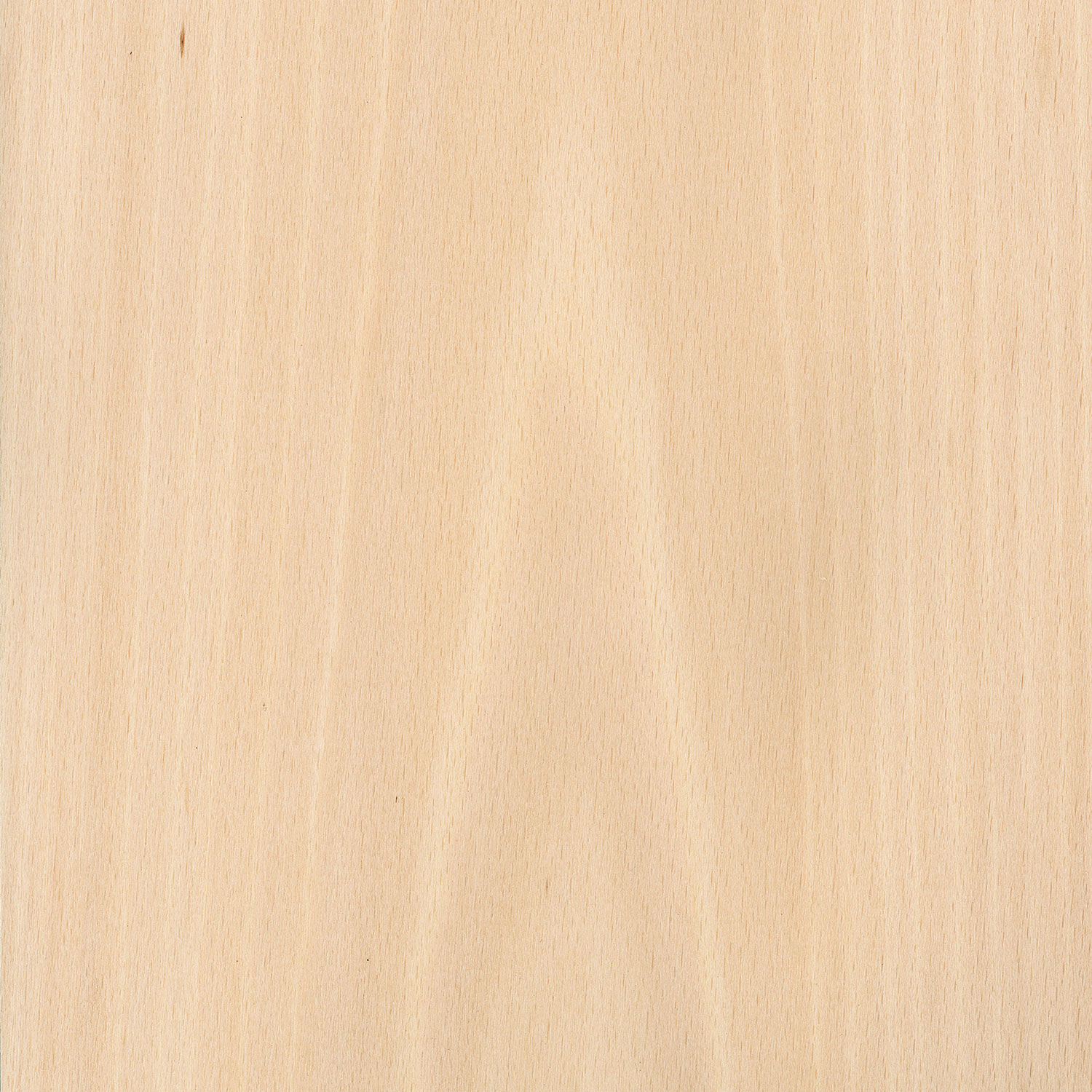 Veneer Beech white