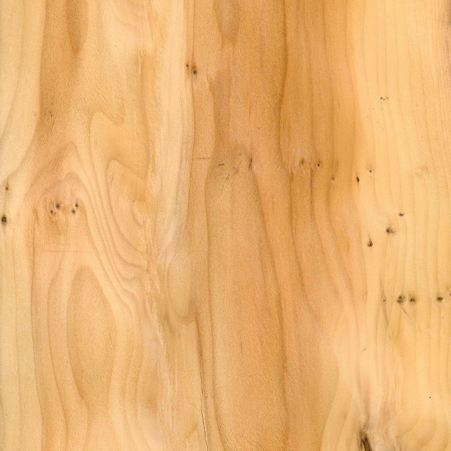 Veneer Yew Burl