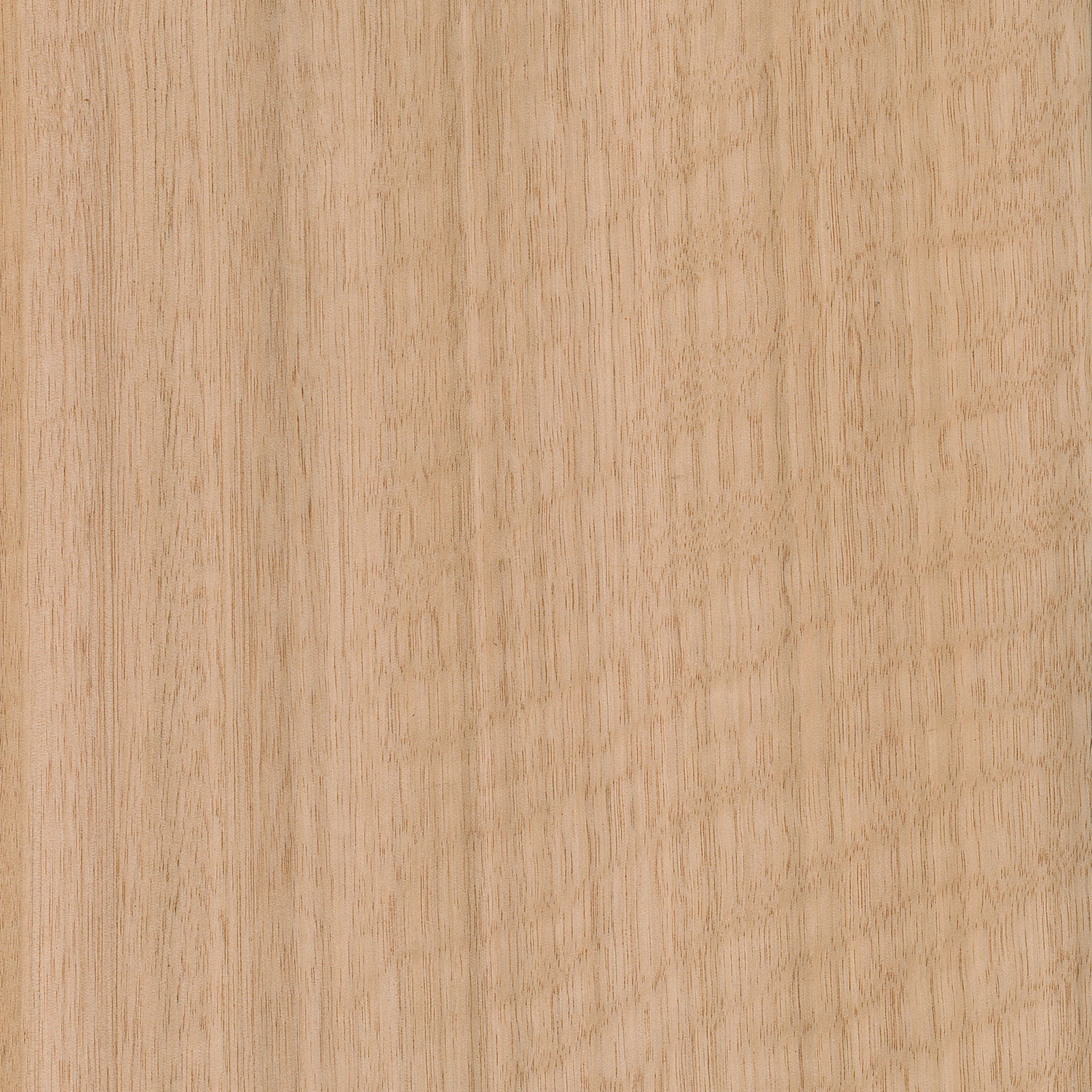 Veneer Eucalyptus