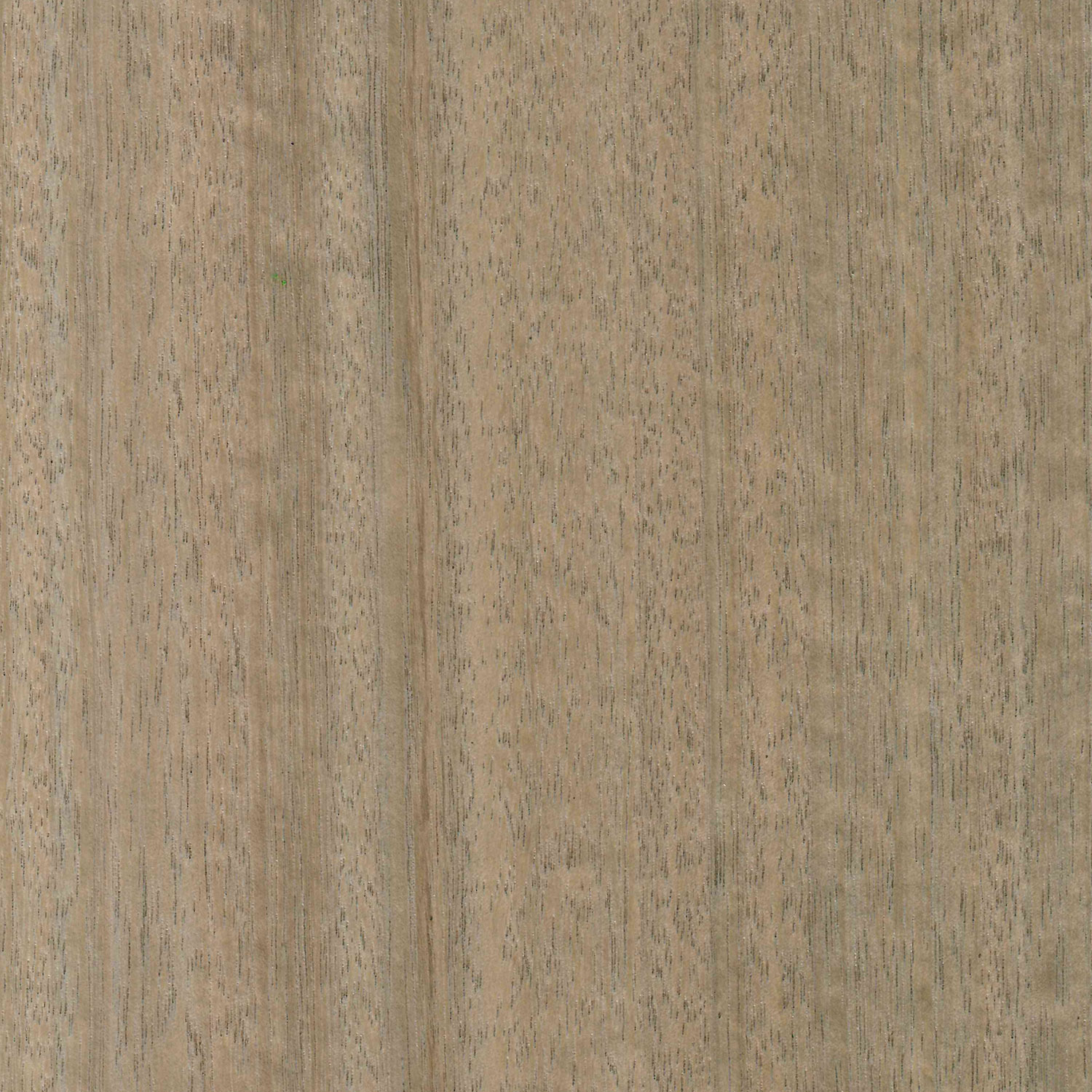 Holzart Eukalyptus Stone, grau