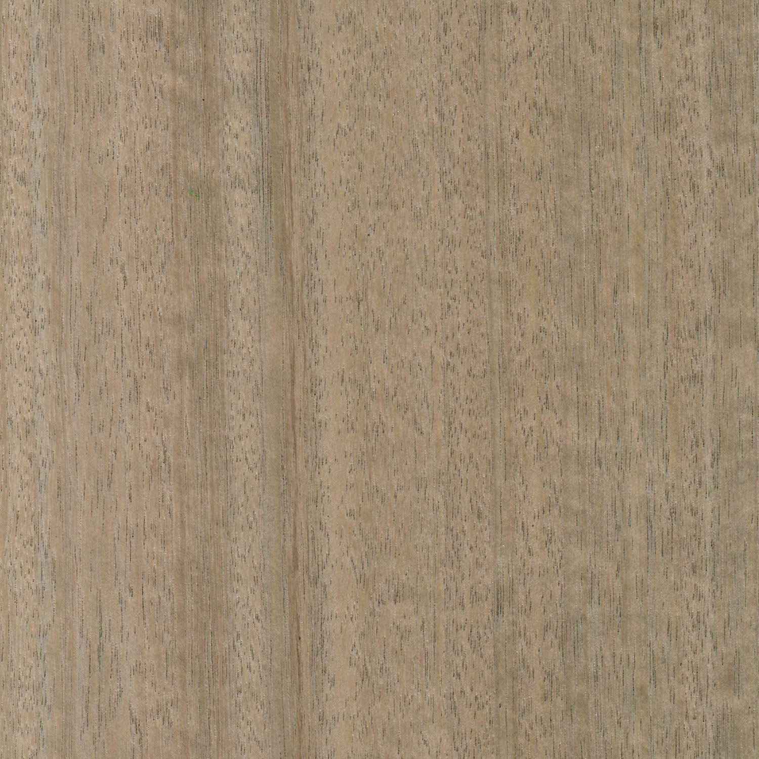 Holzart Eukalyptus Stone, grau