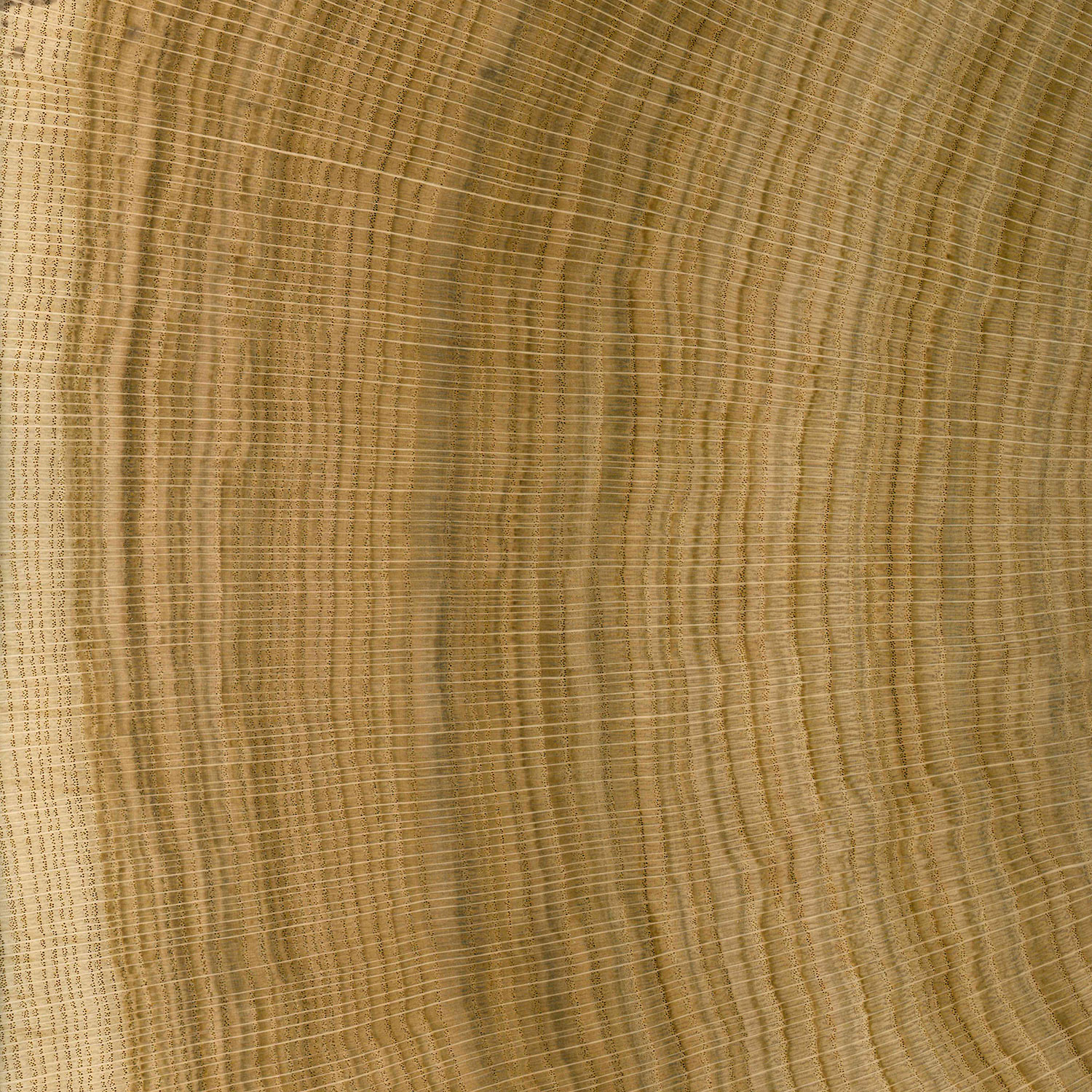 Veneer Express Layons Brainwood quarter slices