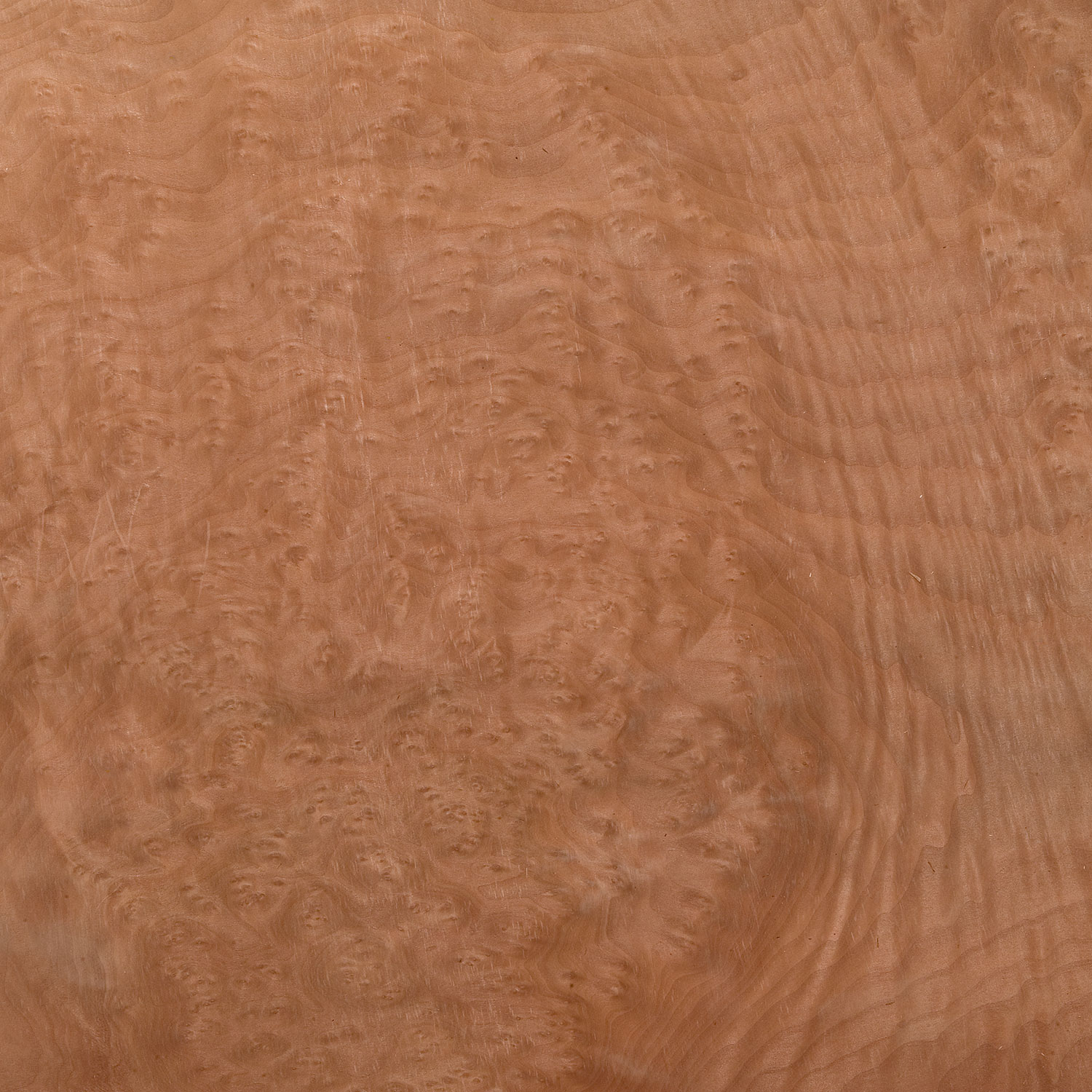 Veneer Madrone Burl