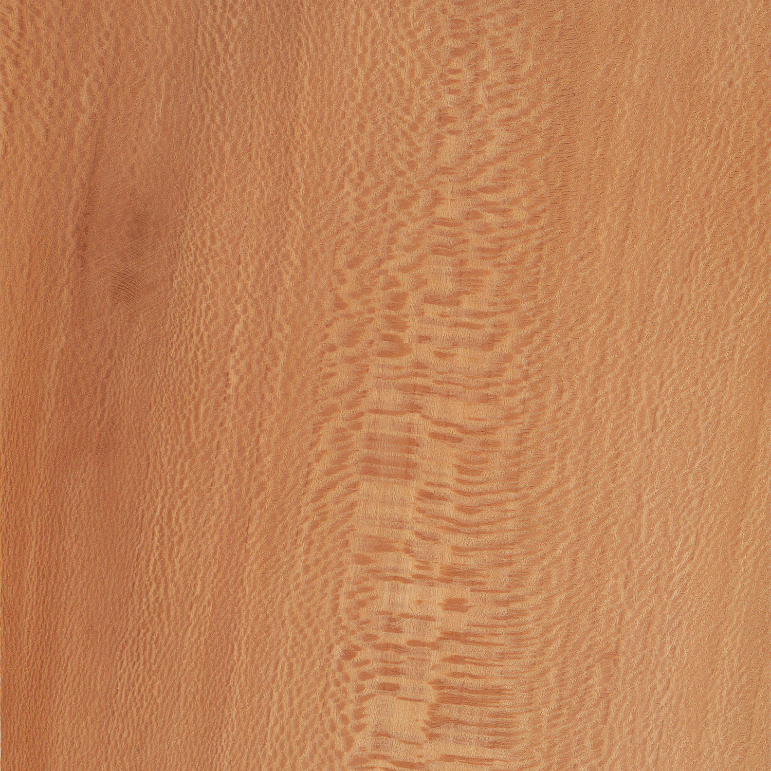 Veneer Lacewood european